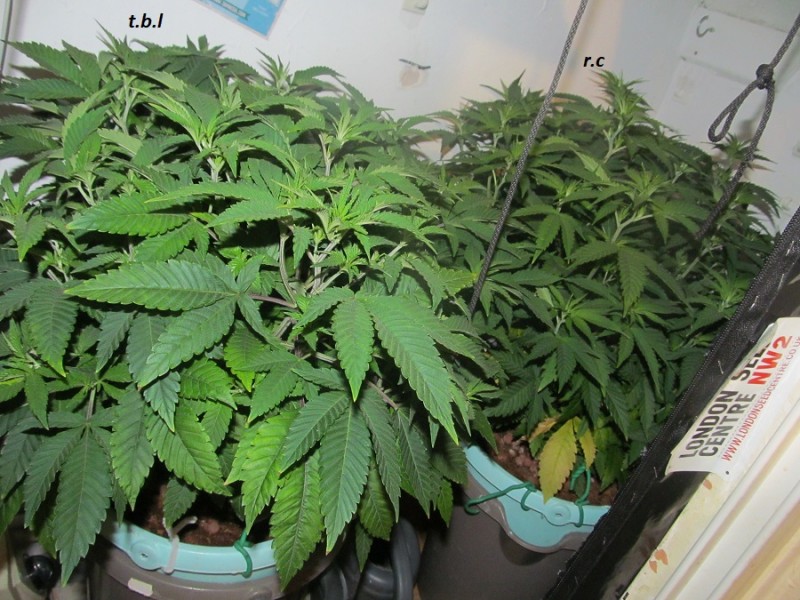 20-2-23 flip (1)