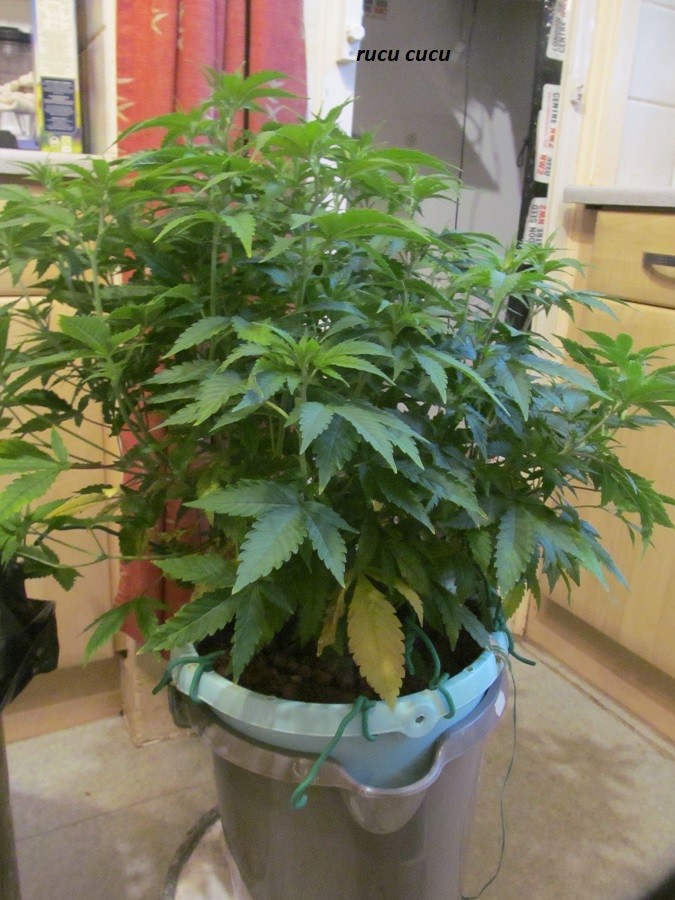 20-2-23 flip (6)