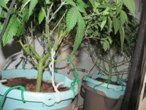 20-2-23 flip (8)